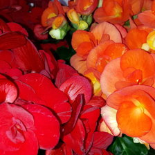 Схема вышивки «цветы»