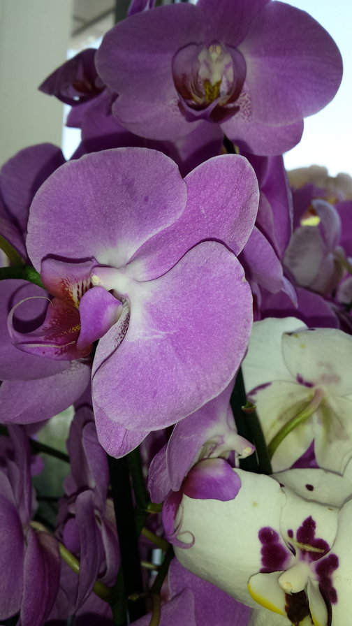 орхидея - оригинал