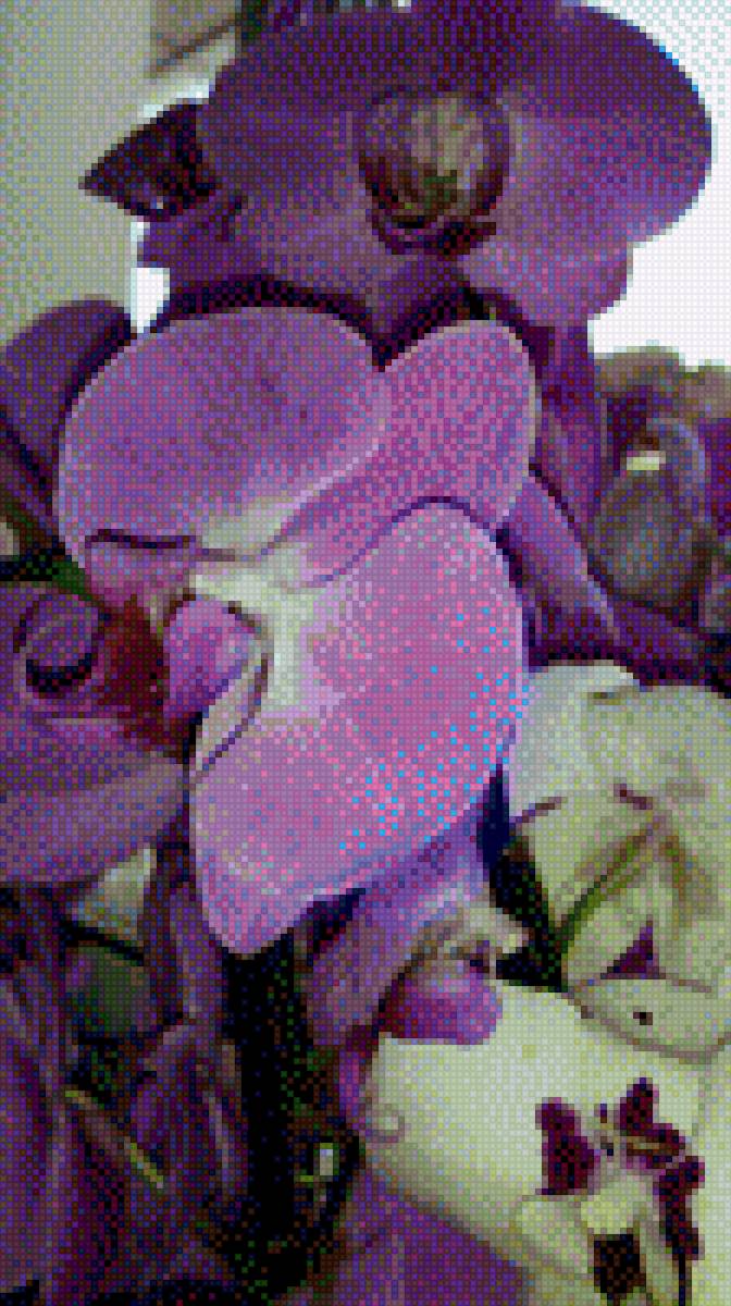 орхидея - предпросмотр