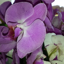 Схема вышивки «орхидея»