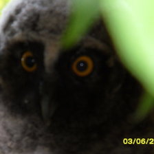 Схема вышивки «Филимон»