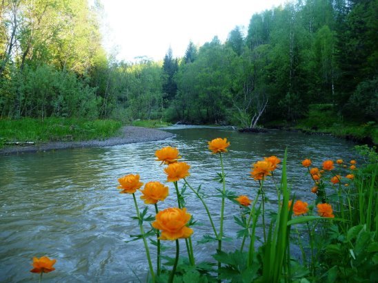 Вышивка крестом купальница