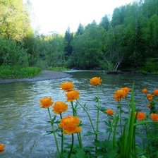 Схема вышивки «купальницы»