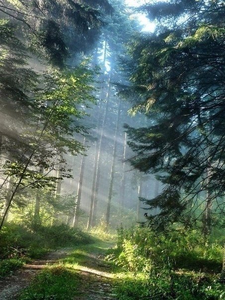 лес - рассвет, природа, пейзаж - оригинал