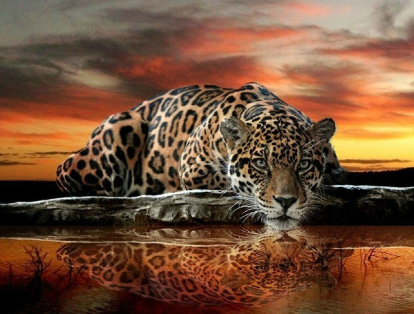 ДИКАЯ КОШКА - вода, дикие животные, природа - оригинал