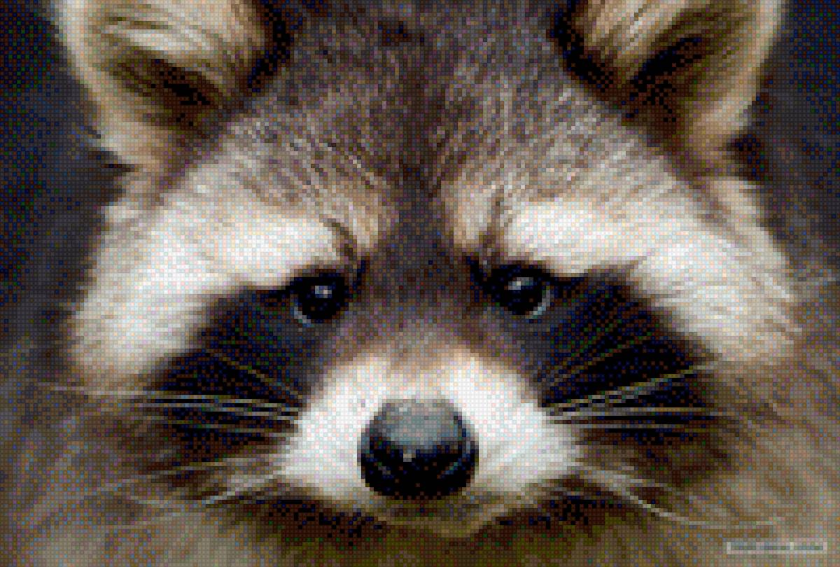 Енот - предпросмотр