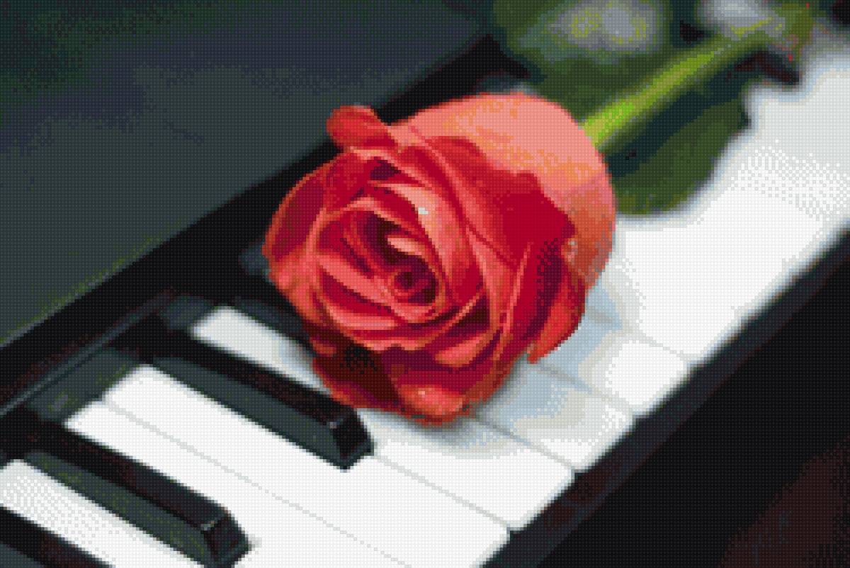 роза на рояле - роза, рояль - предпросмотр