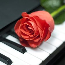 роза на рояле