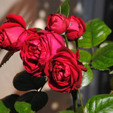 Схема вышивки «розы»