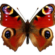 Схема вышивки «БАБОЧКА 3»