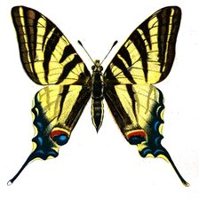 Схема вышивки «БАБОЧКА 7»