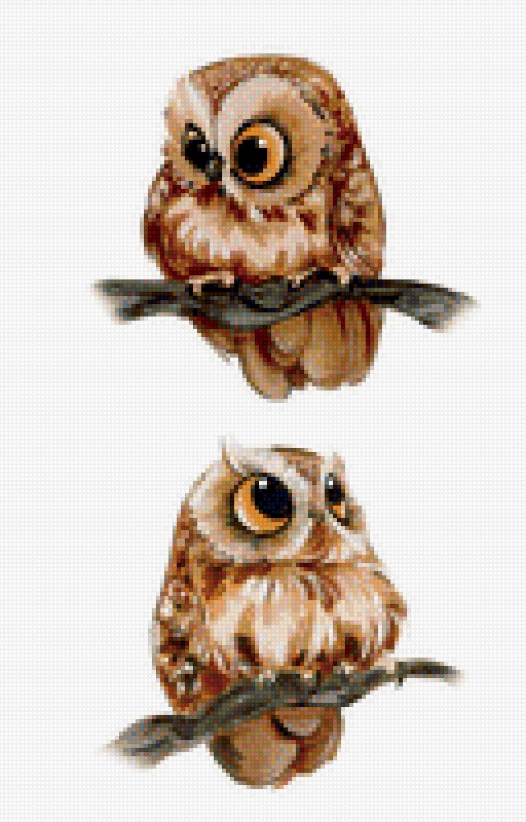 Совуньи - совы совушки - предпросмотр