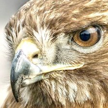 Схема вышивки «орел»