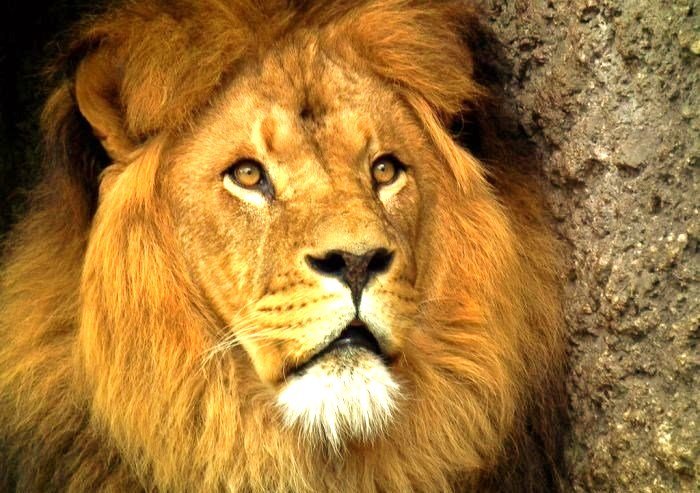 лев - оригинал