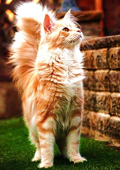 киса - оригинал