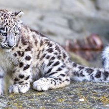 Схема вышивки «барс»