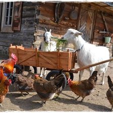 Схема вышивки «животные»