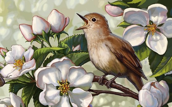 Соловей на цветущей ветке - оригинал