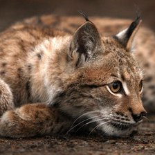 Схема вышивки «РЫСЬ»