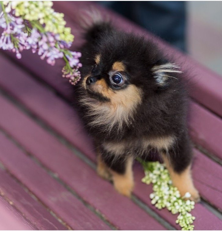 Мелисса - оригинал