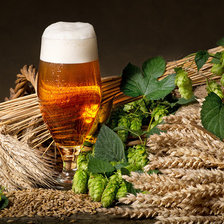 пиво и хмель