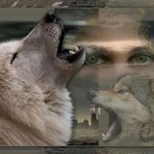 Волки1