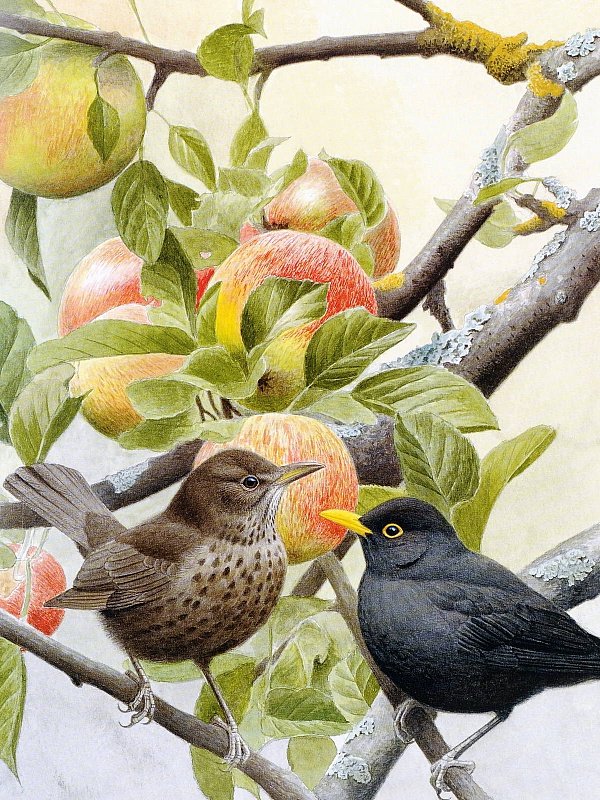 Птицы на яблоне - яблоки, птицы - оригинал