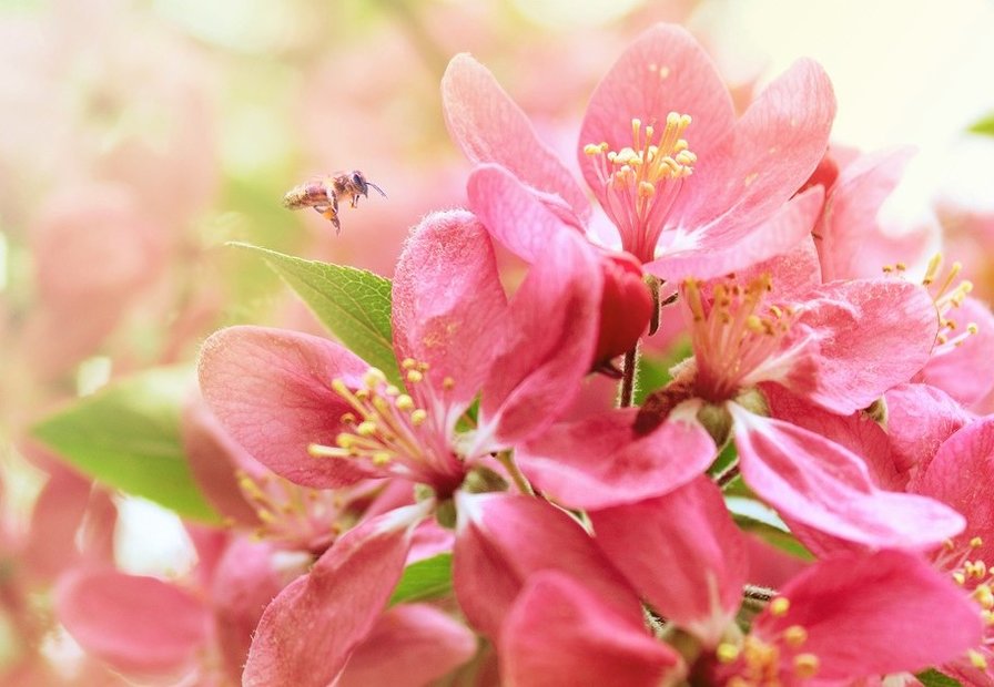 ВЕСНА - весна - оригинал