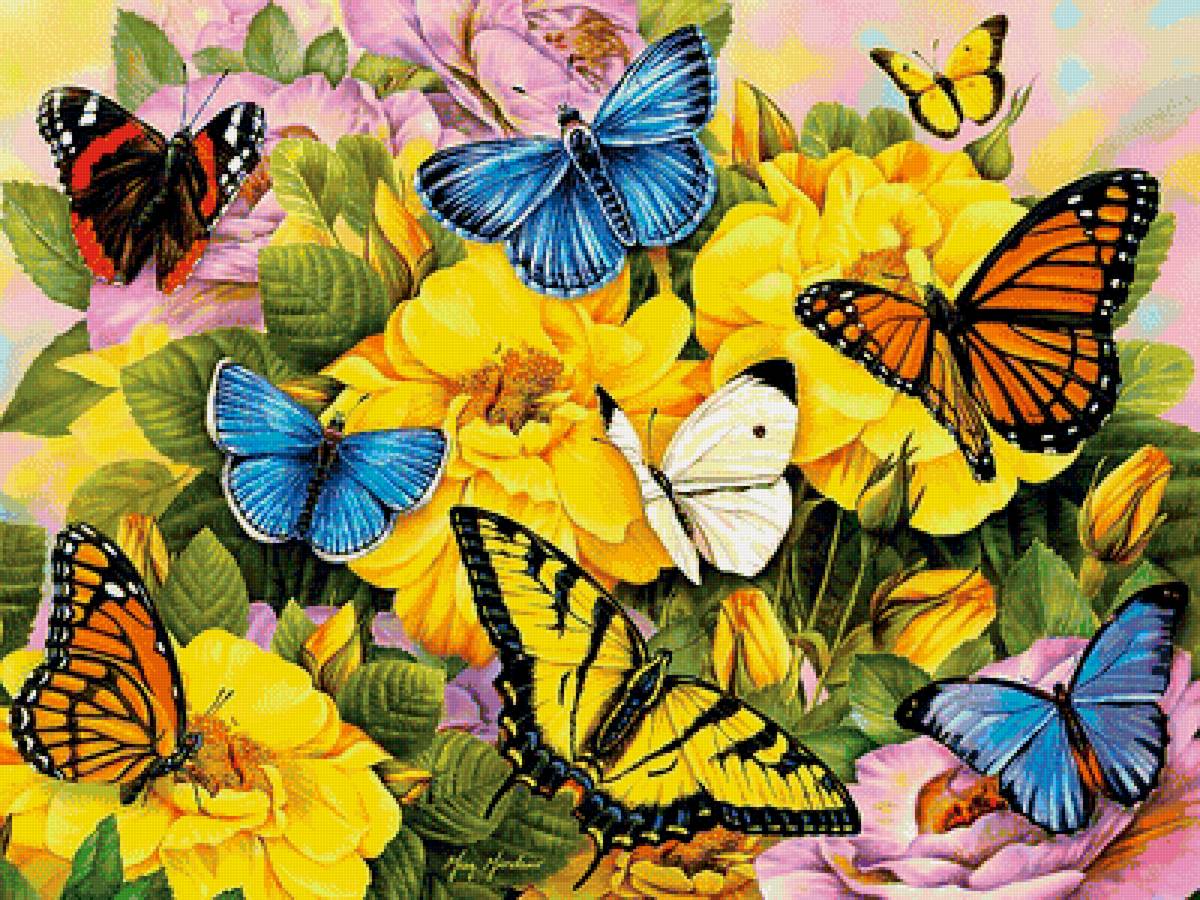 Бабочки - предпросмотр