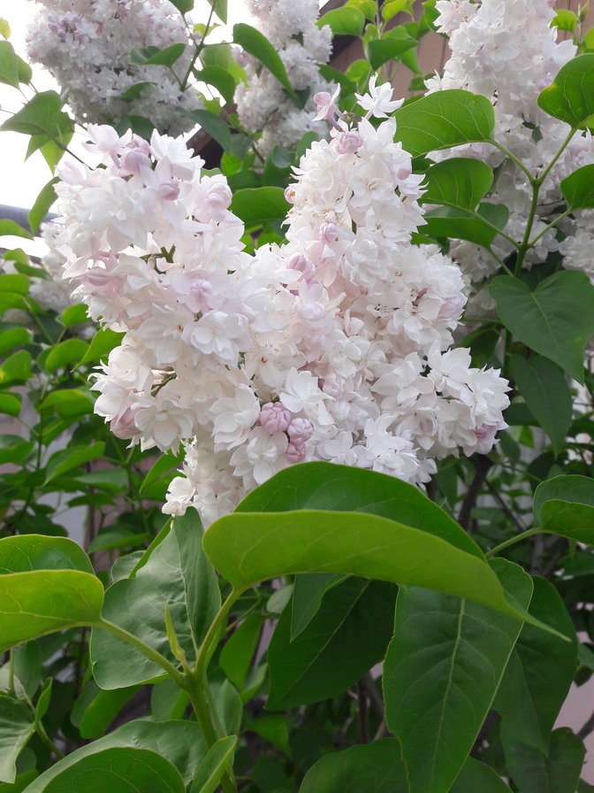 №1492409 - оригинал