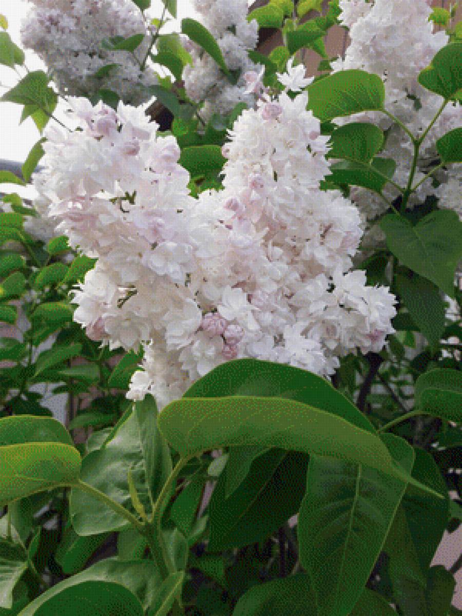 №1492409 - предпросмотр