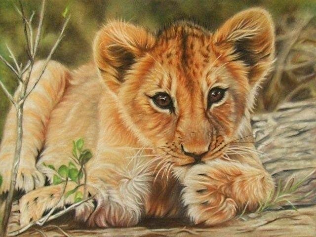 милый малыш - львенок, лев, хищники - оригинал
