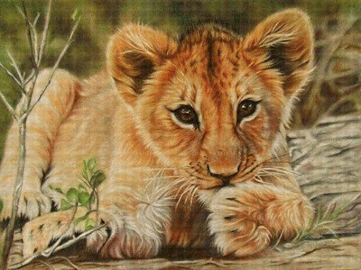 милый малыш - львенок, лев, хищники - предпросмотр