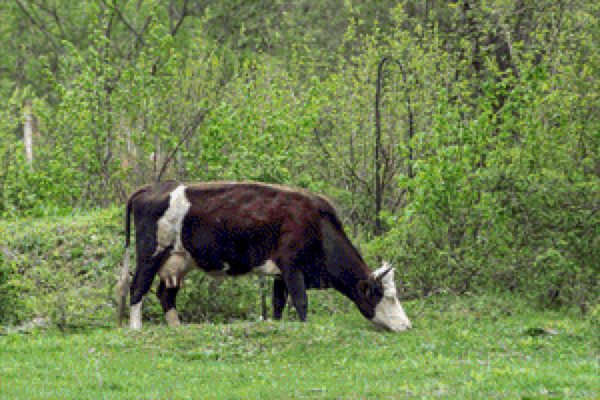 Корова - предпросмотр