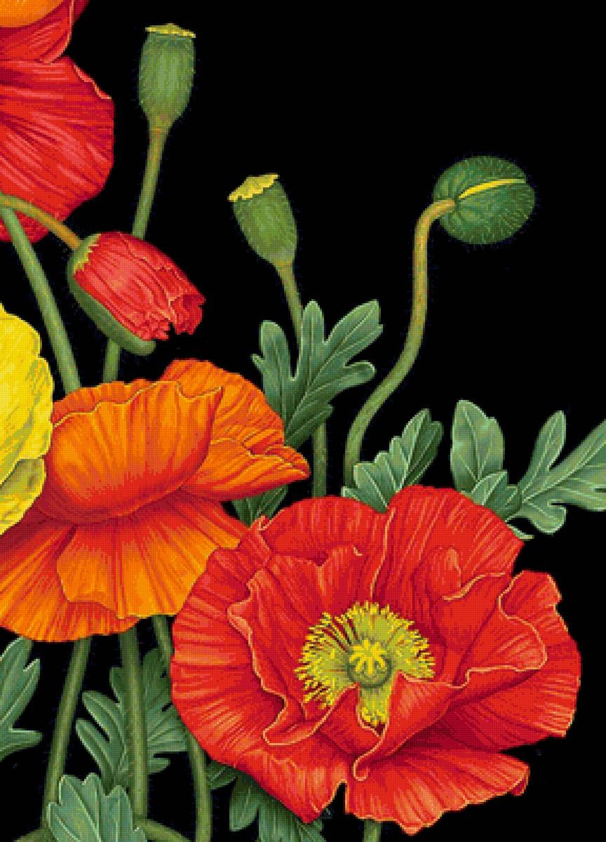 Маков цвет - маки, красные цветы, красные маки, мак, красный мак - предпросмотр