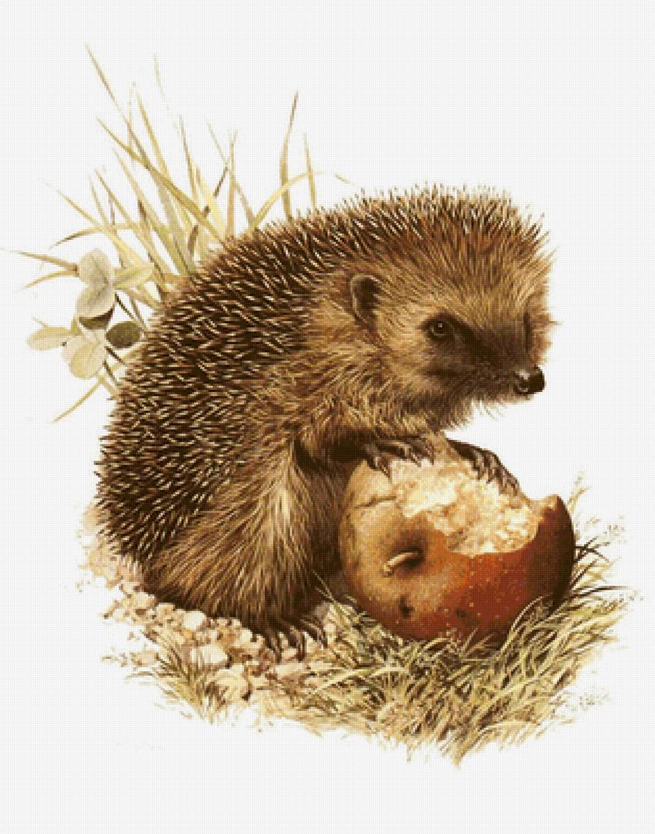 ежик 14 - предпросмотр