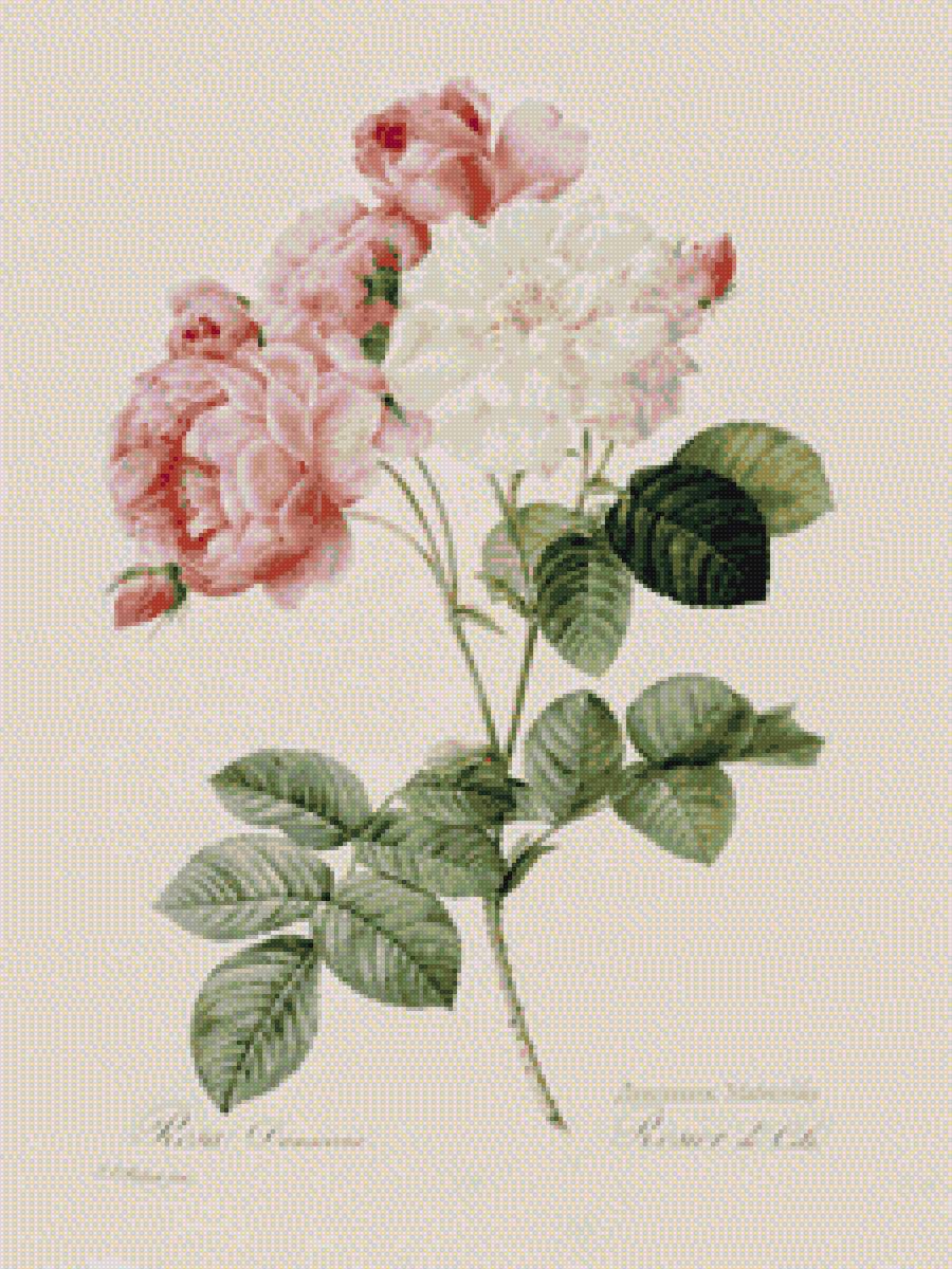 Роза - предпросмотр