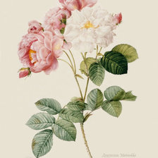 Схема вышивки «Роза»