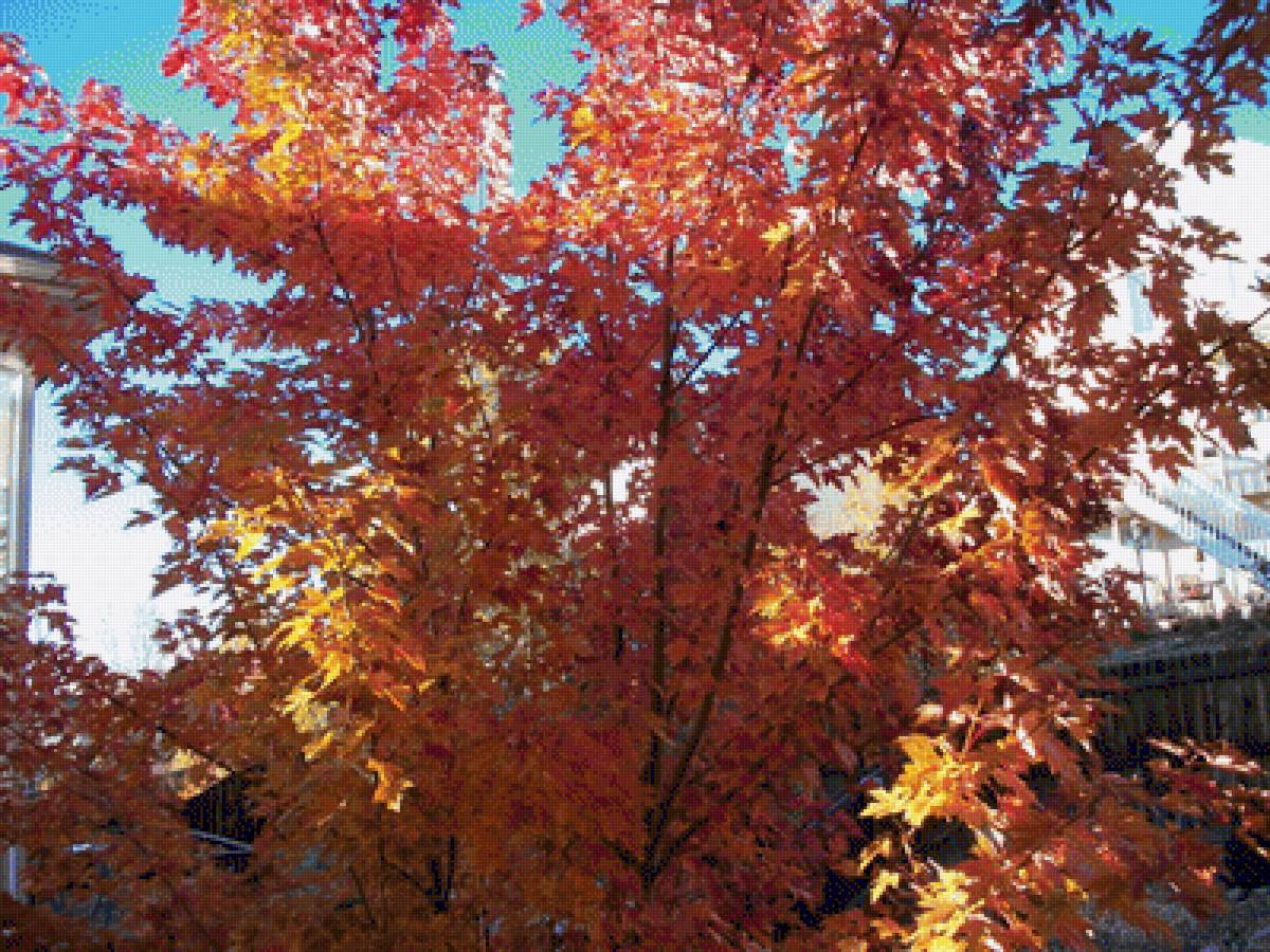 вид из окна - клен, осень - предпросмотр