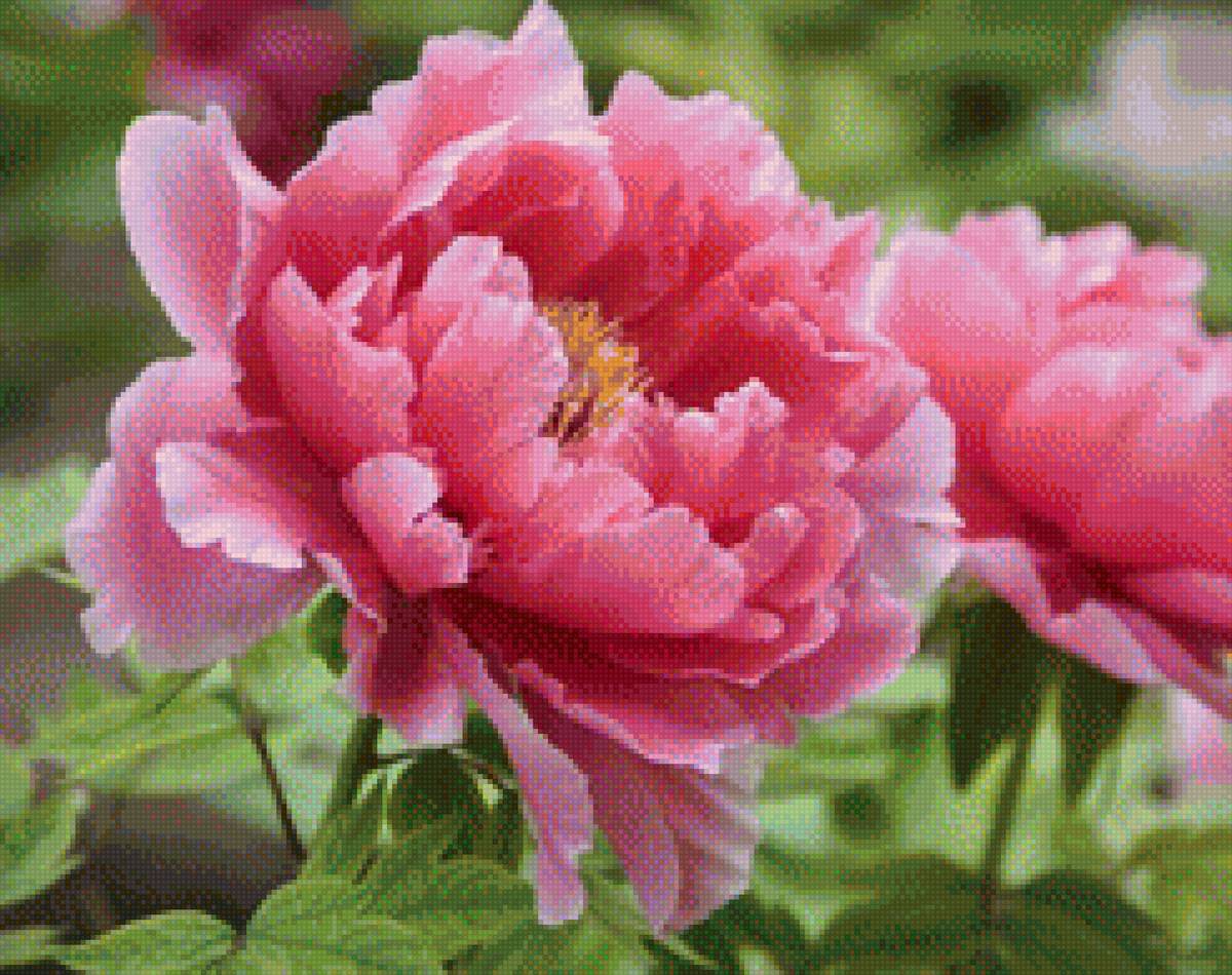 пионы - сад, пионы, розовый, цветы, лето - предпросмотр