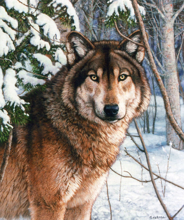 одинокий волк - волк, дикие животные - оригинал
