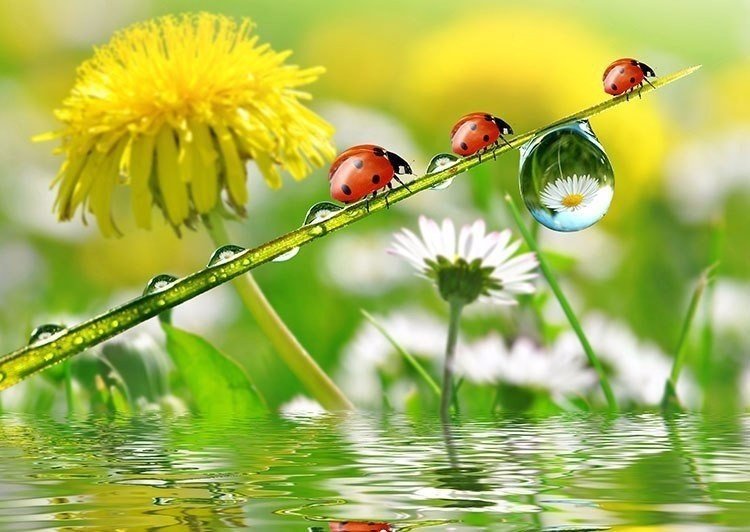 божьи коровки - божьи коровки, вода, цветы, природа - оригинал