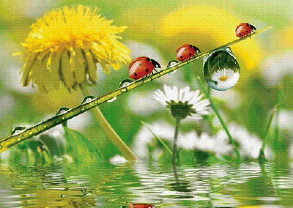 божьи коровки - вода, природа, божьи коровки, цветы - предпросмотр