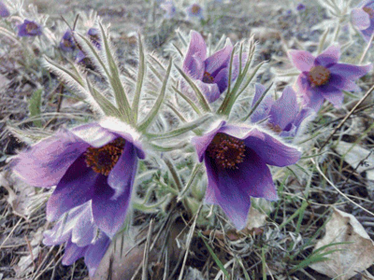 Подснежники - весна, подснежники, цветы - предпросмотр