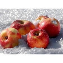 Схема вышивки «Яблоки на снегу...»