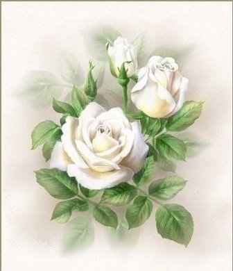 белые розы - розы - оригинал