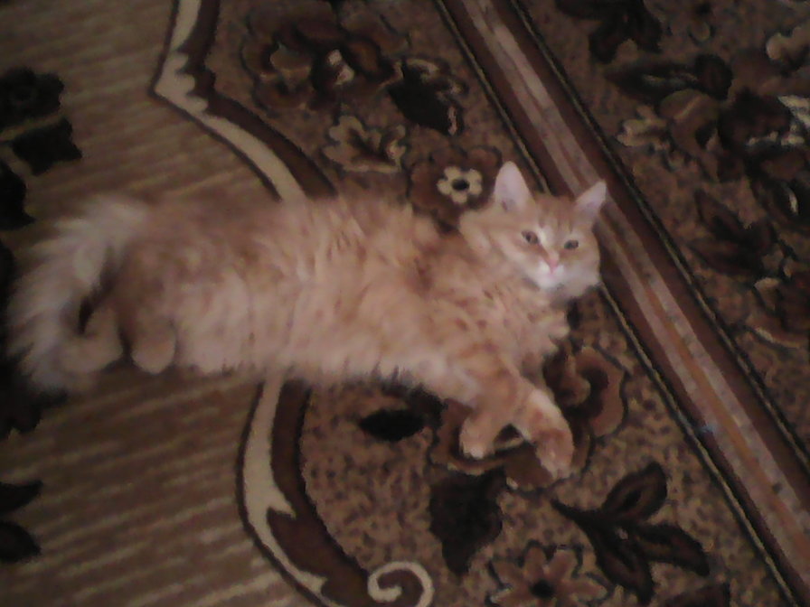 kot - kot - оригинал