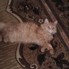 Схема вышивки «kot»