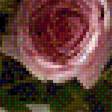 Предпросмотр схемы вышивки «Розы 5» (№1499429)