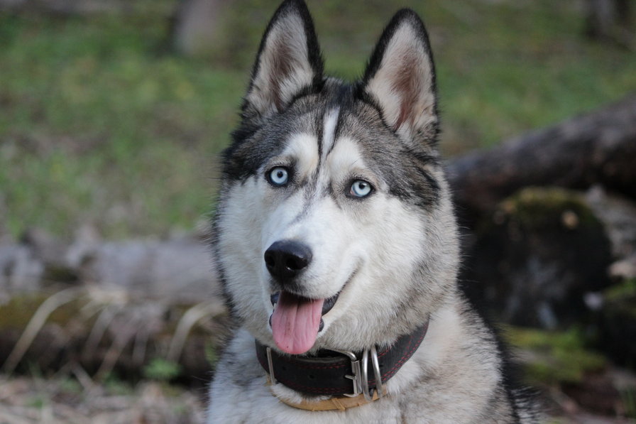 Грэй - оригинал